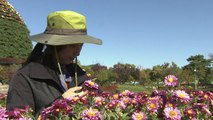전남 함평, 국화가 그리는 가을날의 동화 / YTN
