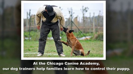 Get The Best Dog Training & Daycare Services In Chicago