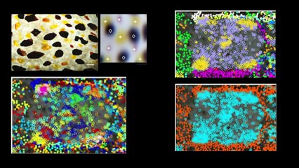 Journal des sciences n°460 - Sur la peau de la seiche... (et autres infos)