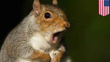 Man dies from rare brain disease after eating squirrel brains