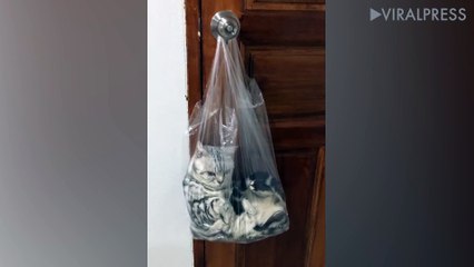 Cat Chilling In Plastic Bag