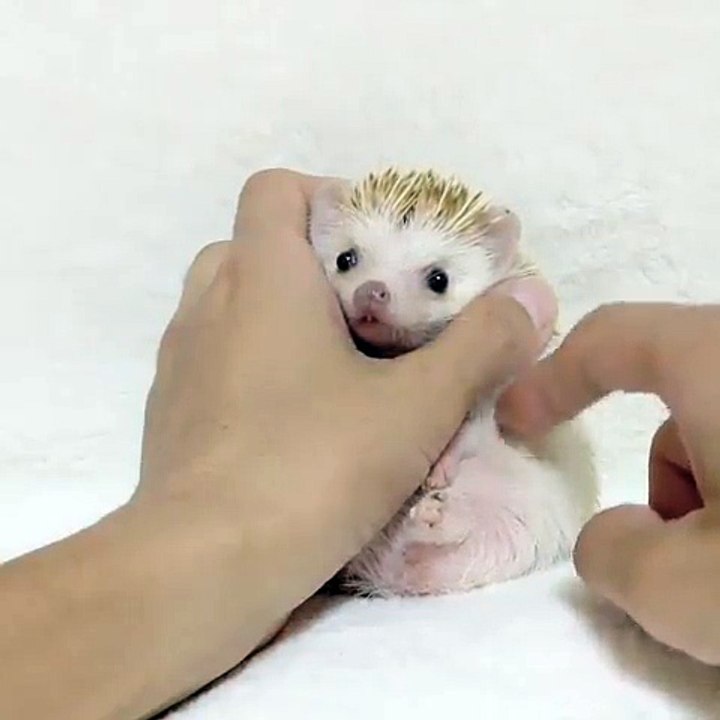 Hedgehog check up for some tests for family members