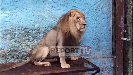 Report Tv brenda "Safari Park" në Fier, pamjet e luanit me syrin e plagosur dhe dy të tjerëve