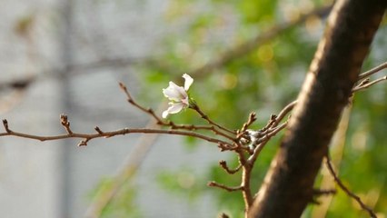 가을에 난데없이 핀 日 벚꽃..."이상 기후 탓" / YTN