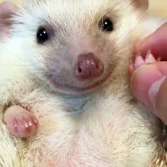 Hedgehog safe for kids raising