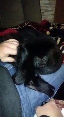 Un singe demande des papouilles