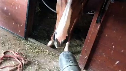 Un cheval s'amuse avec un souffleur de feuilles