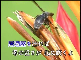 【HD】日本演歌熱唱(3)_酔歌(酔歌)_（人聲）MV