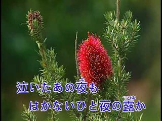 【HD】日本演歌熱唱(13)_別れのタンゴ ( 離別的探戈)_（伴奏）MV