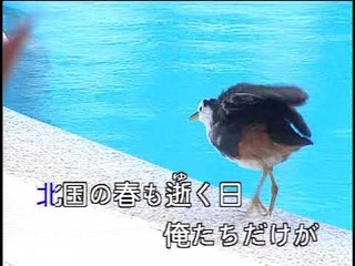 【HD】日本演歌熱唱(18)_赤いハンカチ (紅色的手巾)_（伴奏）MV