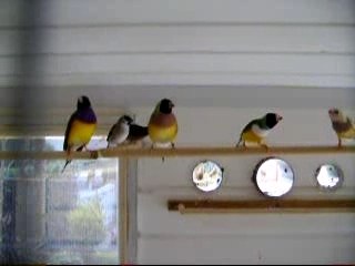 oiseaux en volière intèrieure