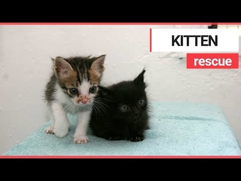Kittens' miraculous survival after trapped in car for a week | SWNS TV