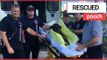 Abused dog dumped in canal and left for dead rescued by a firefighter | SWNS TV