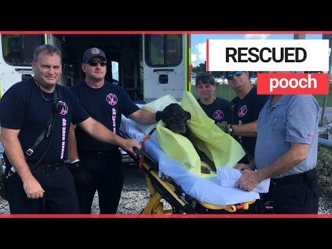 Abused dog dumped in canal and left for dead rescued by a firefighter | SWNS TV