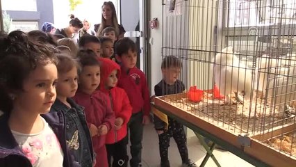 Öğrencilere Süs Tavukları Tanıtıldı