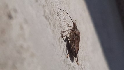 Tout savoir sur l'invasion de "punaises diaboliques"