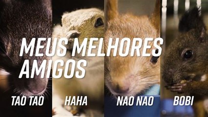 O meu dia da marmota