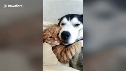 Best friends forever: Cat and dog snuggle up on sofa