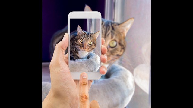 Snapchat ofrece filtros para tu gato