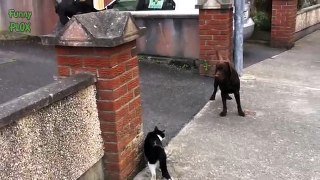 Funny Dog and Cat Videos SO FUNNY
