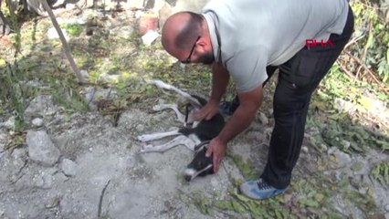 Denizli Ağaca Asılan Köpeği Kurtardılar
