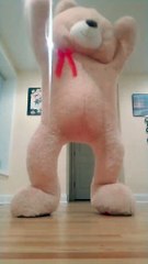 Cute teddy bear dancing