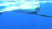 Isola di Reunion, incontri ravvicinati con le balene