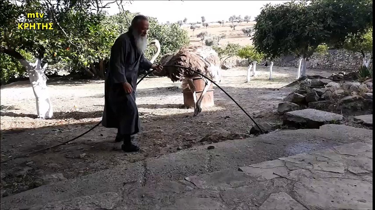 Στρουθοκάμηλος και μοναχός ...μιά ξεχωριστή φιλία