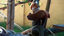 Zookeepers thrilled after rare baby red panda born