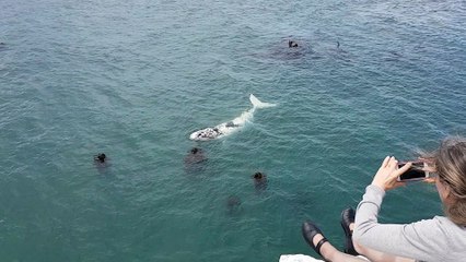 Rare Encounter with Whale Calf