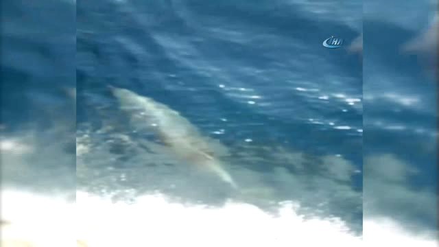 Yelken Yarışlarına Yunus Balıkları Damga Vurdu