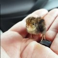 This tiny baby quail is the most adorable thing you'll see all day 