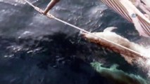 Yelken yarışlarına yunus balıkları damga vurdu