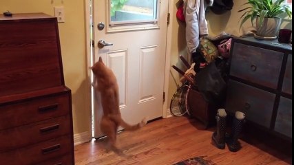 Les chats agissant comme des chiens