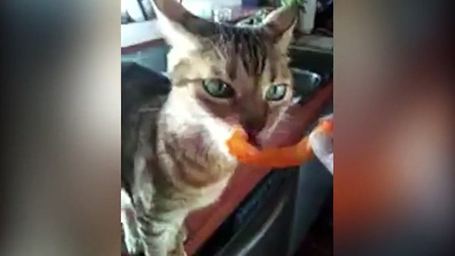 Cheeto Cat fait les bruits les plus étranges