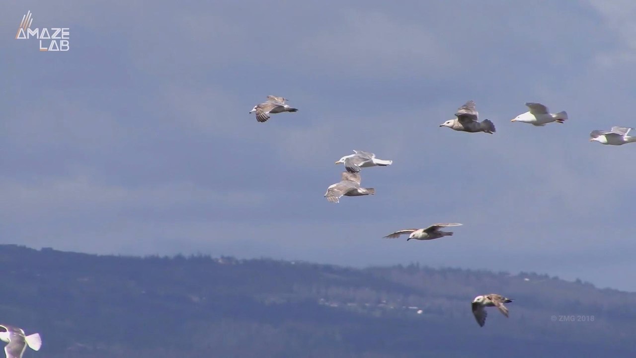 Scientists Have Figured Out Why Birds Can See Magnetic Fields