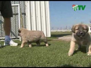 Timsah Stres Attı (19.03.2010)