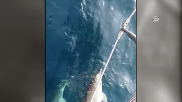 The Bodrum Cup'ta yunus sürprizi - MUĞLA