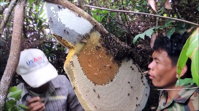 Ces cambodgiens viennent récolter le miel d'une ruche sauvage : impressionnant