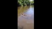 Il nage avec des alligators sauvages qui s'approchent dangereusement de lui