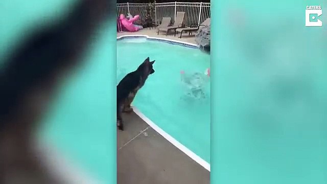 Un berger allemand sauve une fille dans une piscine... enfin presque