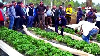 The K23 million strawberry farm in Enga province will reach a milestone achievement in December this year when it starts exporting its strawberries to supermark