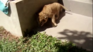 The little lion cub raised by a dog- BBC News