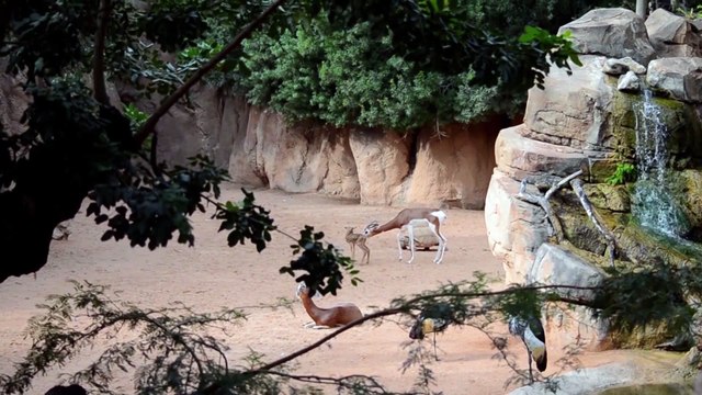 Nace una cría de gacela Mhorr en Bioparc de Valencia