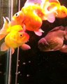 Goldfish laying eggs