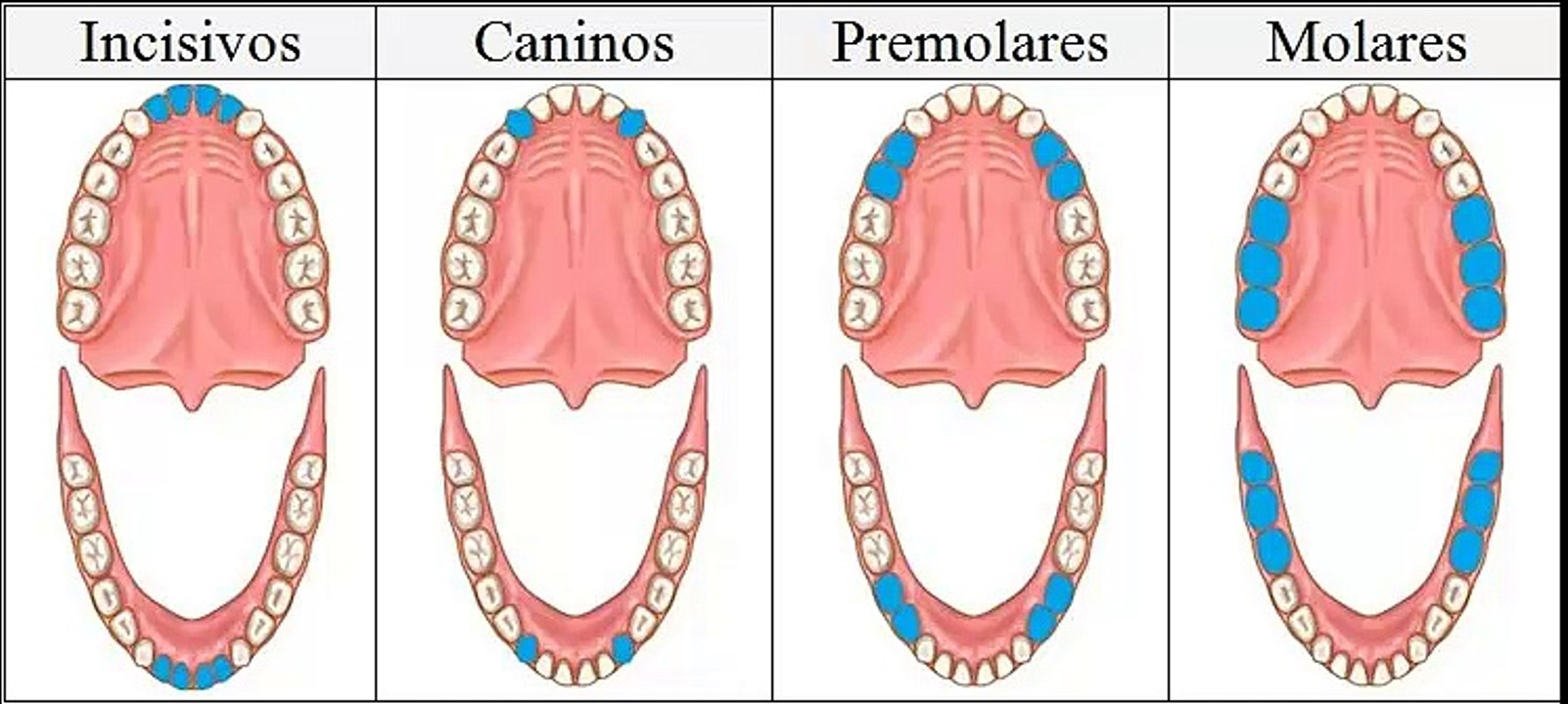 información básica sobre los dientes humanos