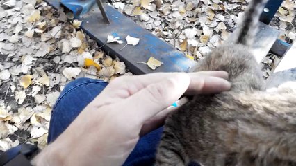 Hungry kitten meows. Goes on a swing and eats. An annoying fly. Autumn.[Cat life on the street]