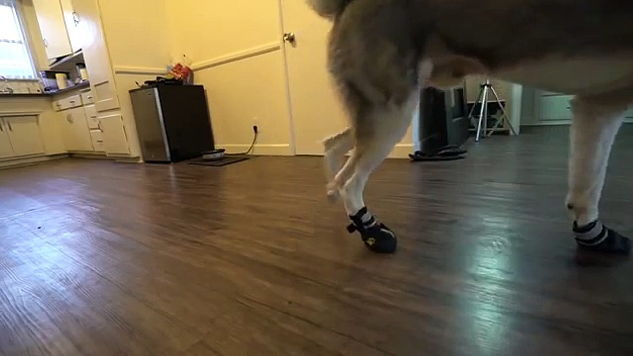 Funny Husky Tries on Dog Shoes for the FIRST time ever!