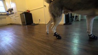 Funny Husky Tries on Dog Shoes for the FIRST time ever!