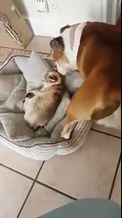 dog tries to push cat out of his bed